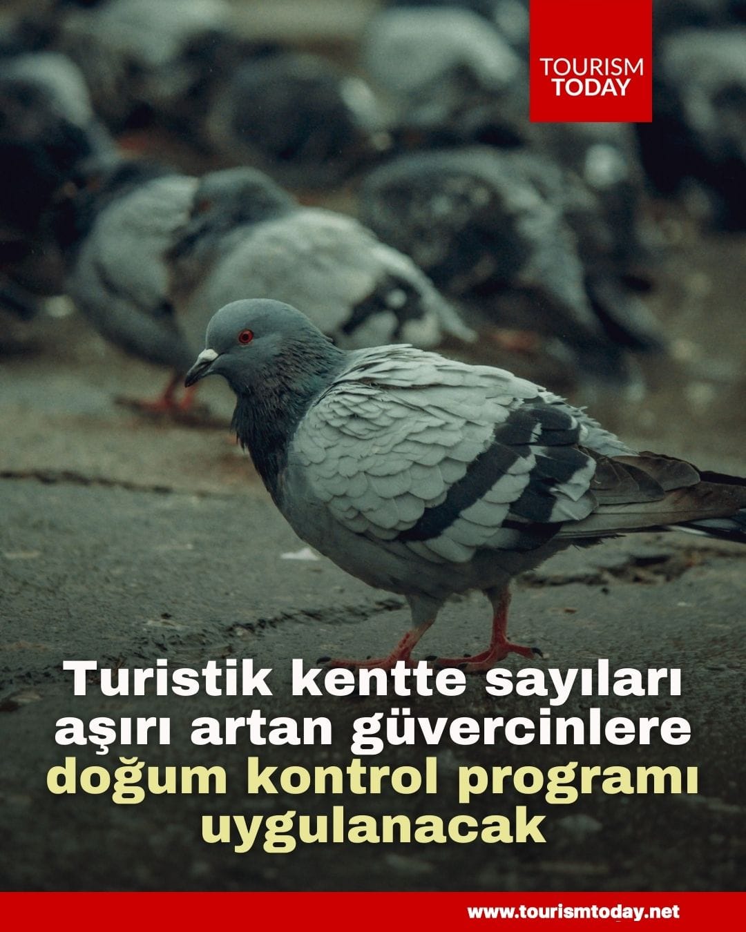 Turistik kentte sayıları aşırı artan güvercinlere doğum kontrol programı uygulanacak