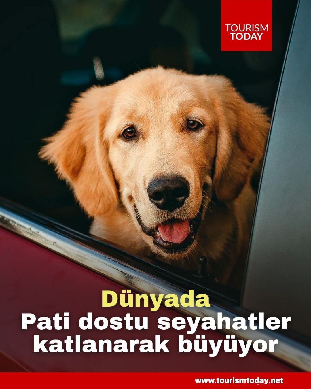 Dünyada pati dostu seyahatler, katlanarak büyüyor
