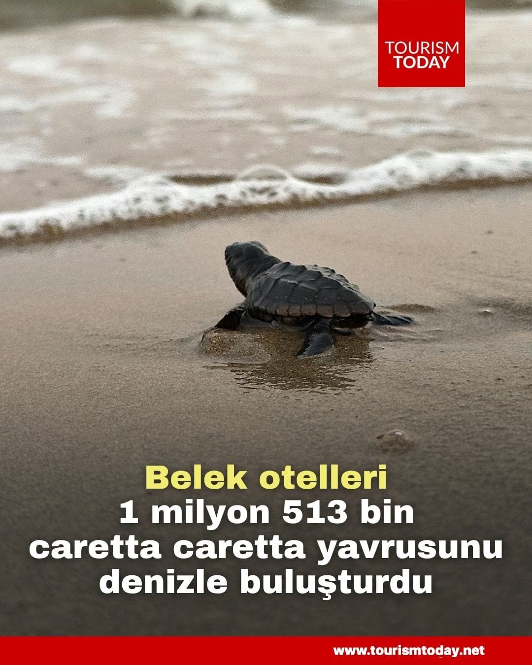 Belek otelleri, 1 milyon 513 bin  caretta caretta yavrusunu denizle buluşturdu