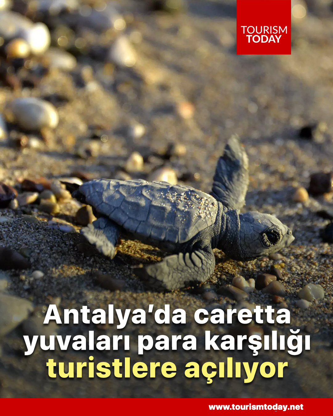 Antalya’da caretta yuvaları, para karşılığı turistlere açılıyor