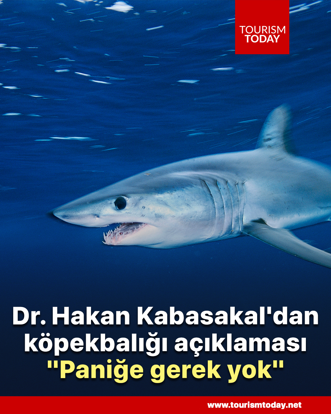 Dr. Hakan Kabasakal'dan köpekbalığı açıklaması: "Paniğe gerek yok"
