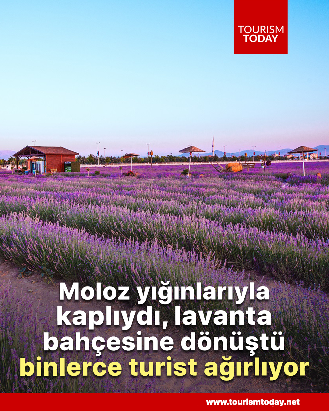 Moloz yığınlarıyla kaplıydı, lavanta bahçesine dönüştü binlerce turist ağırlıyor