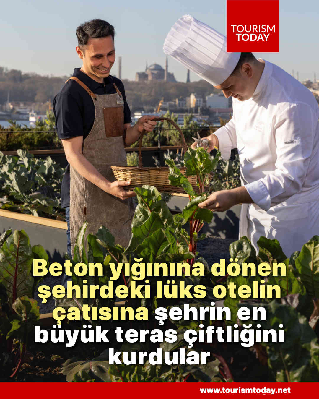 Beton yığınına dönen şehirdeki lüks otelin çatısına şehrin en büyük teras çiftliğini kurdular 