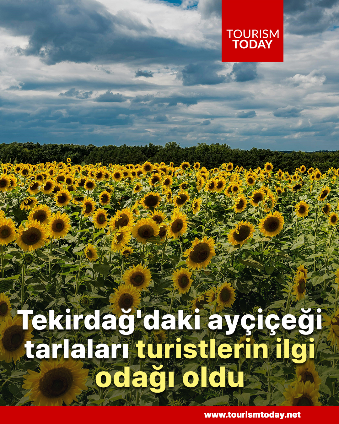 Tekirdağ'daki ayçiçeği tarlaları turistlerin ilgi odağı oldu